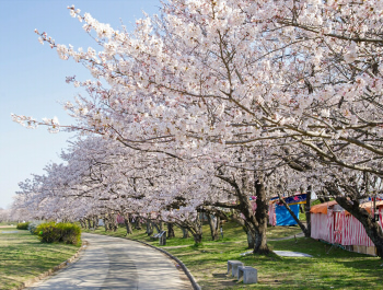 hanami