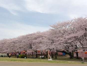 hanami